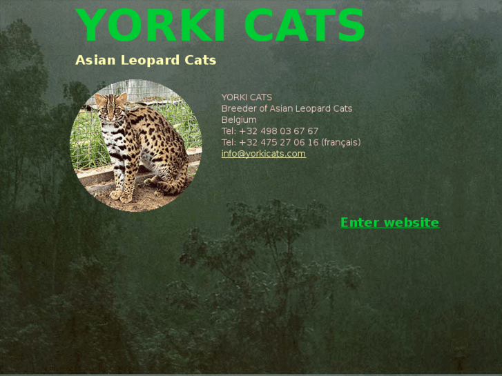 www.yorkicats.com