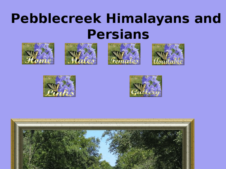 www.pebblecreekhimalayans.com