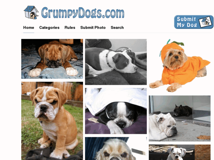 www.grumpydogs.com