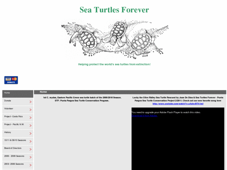 www.seaturtlesforever.com