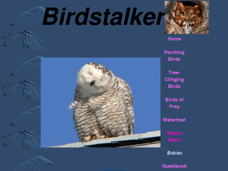 www.birdstalker.com