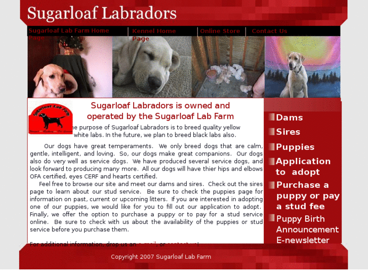 www.sugarloaflabradors.com