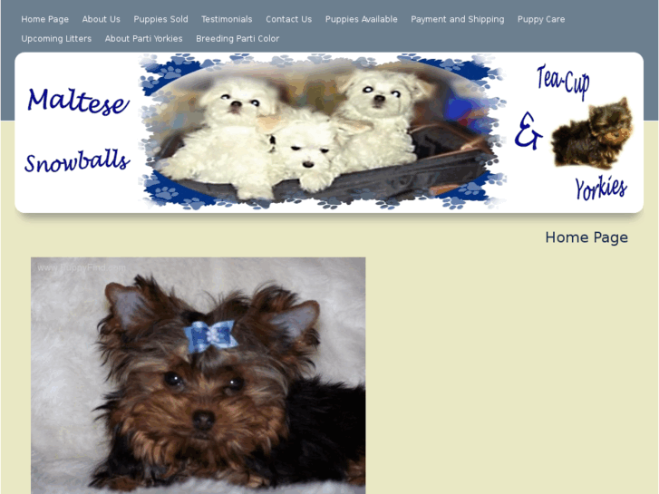 www.yorkiesmorkiesandmore.com