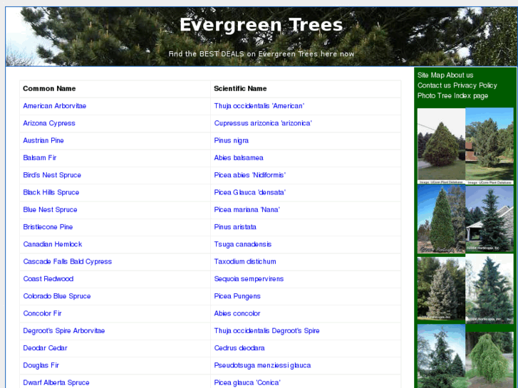 www.evergreen-trees.org