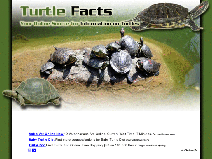 www.turtle-facts.net