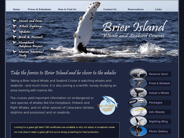 www.brierislandwhalewatch.com