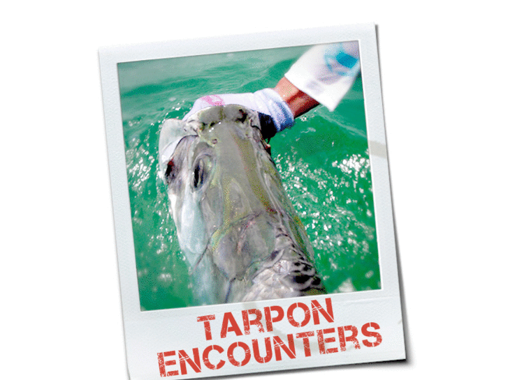 www.tarponencounters.com