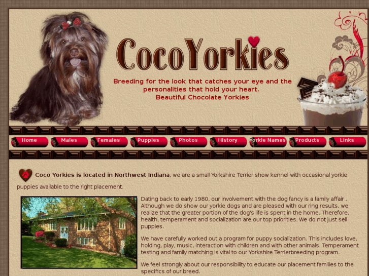 www.cocoyorkies.com
