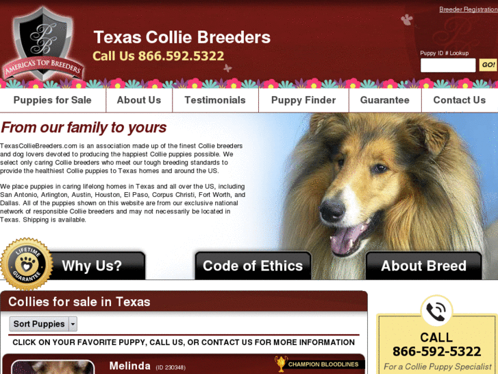 www.texascolliebreeders.com