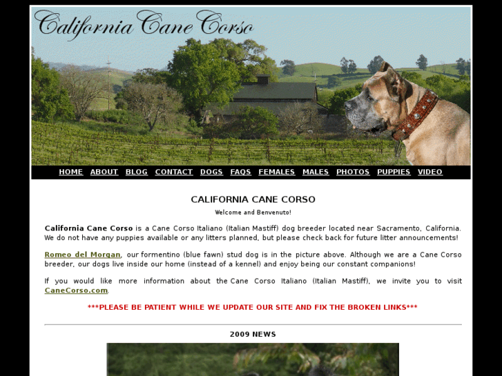 www.californiacanecorso.com