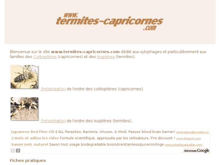 www.termites-capricornes.com