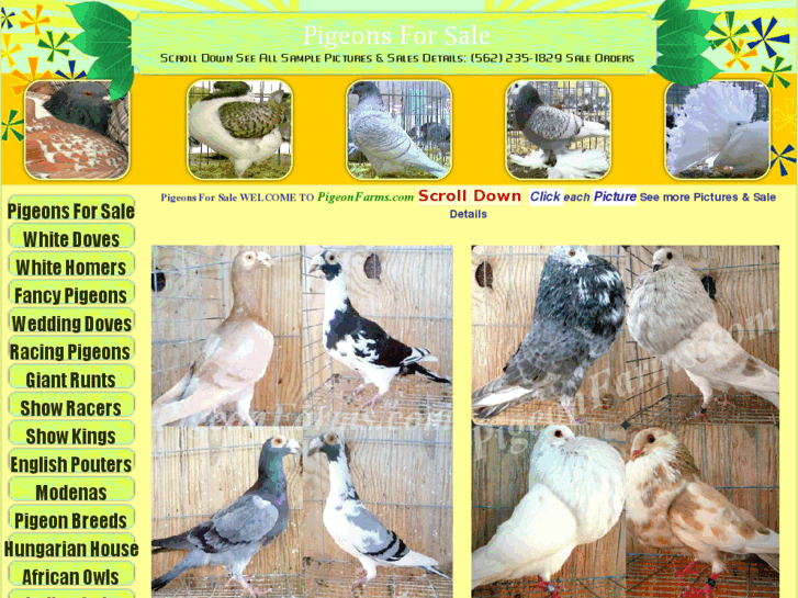 www.pigeonfarms.com