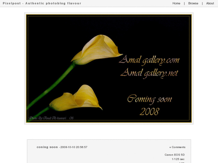 www.amalgallery.com