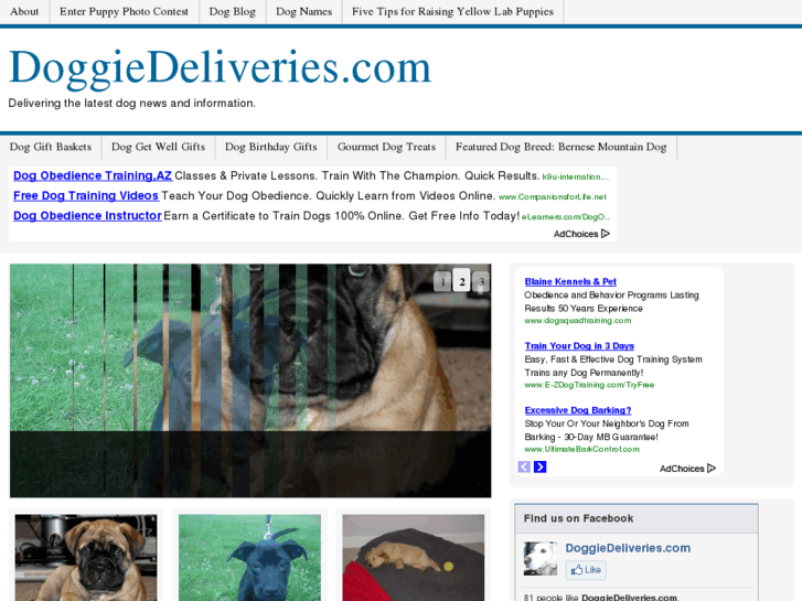 www.doggiedeliveries.com