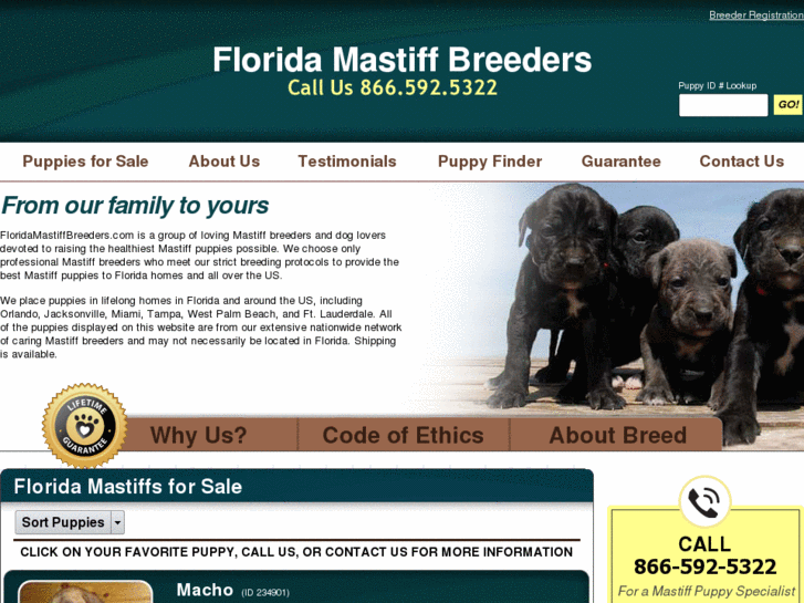 www.floridamastiffbreeders.com