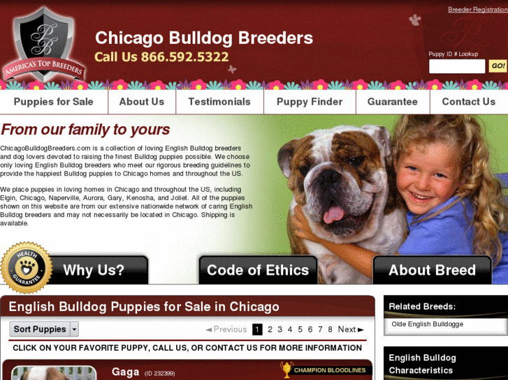 www.chicagobulldogbreeders.com