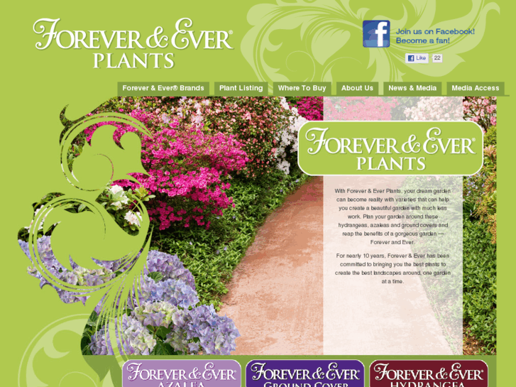 www.foreverhydrangea.com