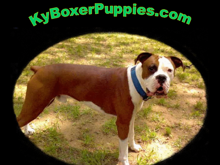 www.kyboxerpuppies.com