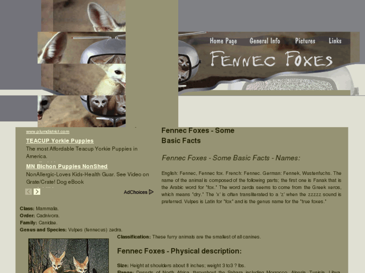 www.fennec-fox.com