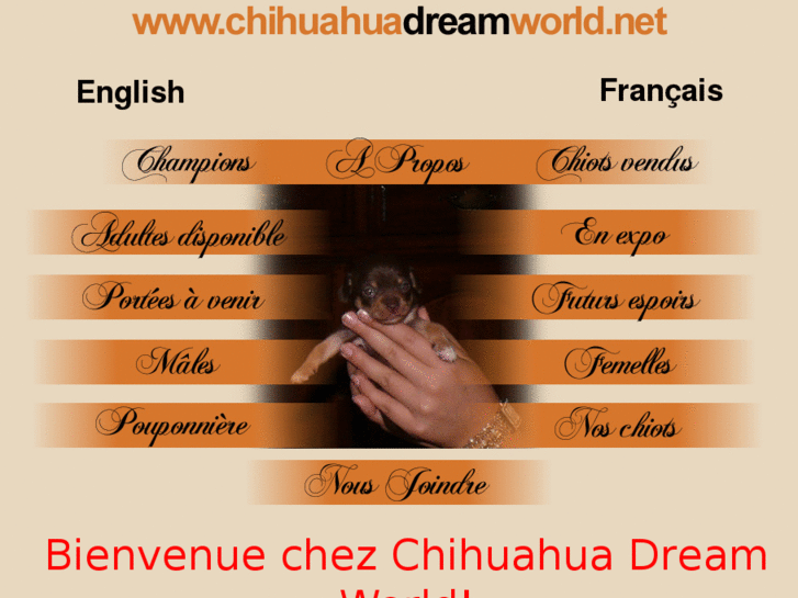 www.chihuahuadreamworld.com