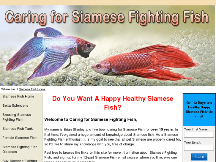 www.caringforsiamesefightingfish.com