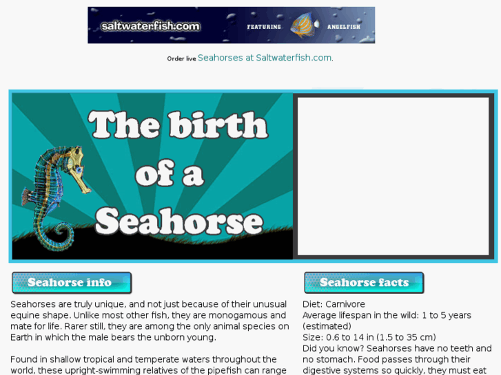 www.birthofaseahorse.com