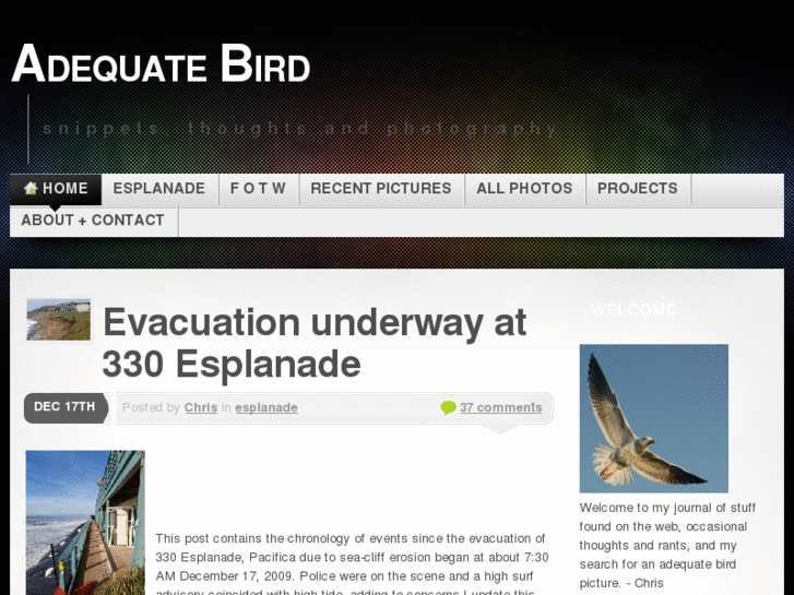 www.adequatebird.com