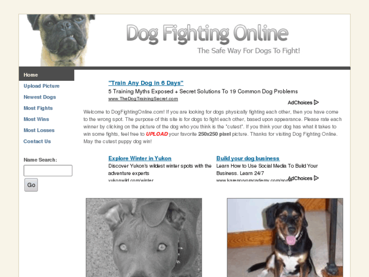 www.dogfightingonline.com