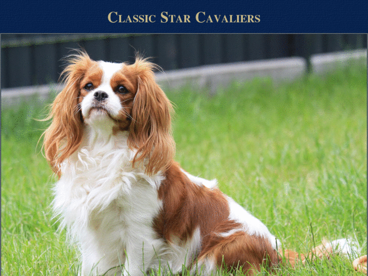 www.classic-star-cavaliers.de