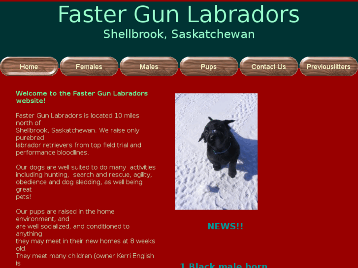 www.fastergunlabradors.com