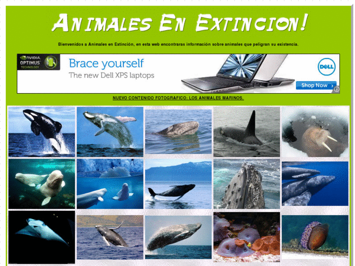 www.animalesenextincion.com.ar