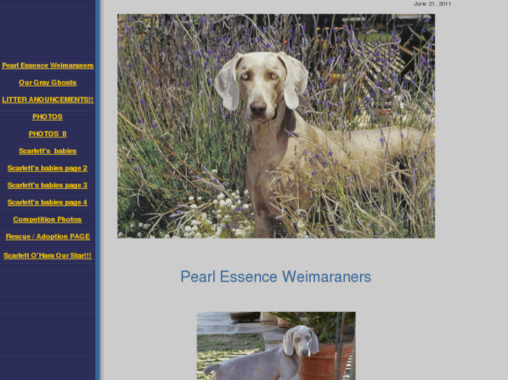 www.pearlessenceweimaraners.com