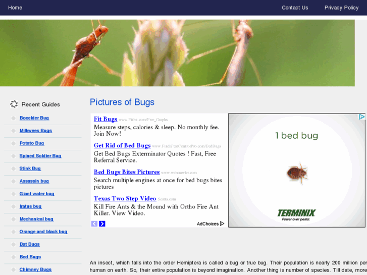 www.picturesofbugs.net