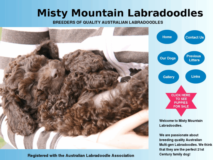 www.mistymountainlabradoodles.com