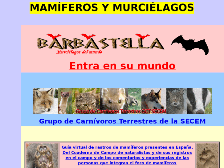 www.barbastella.org