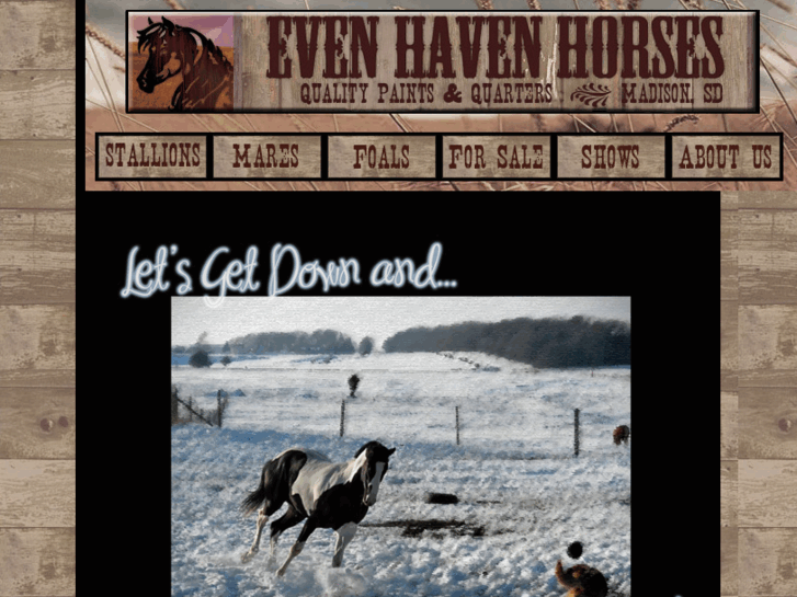 www.evenhavenhorses.com