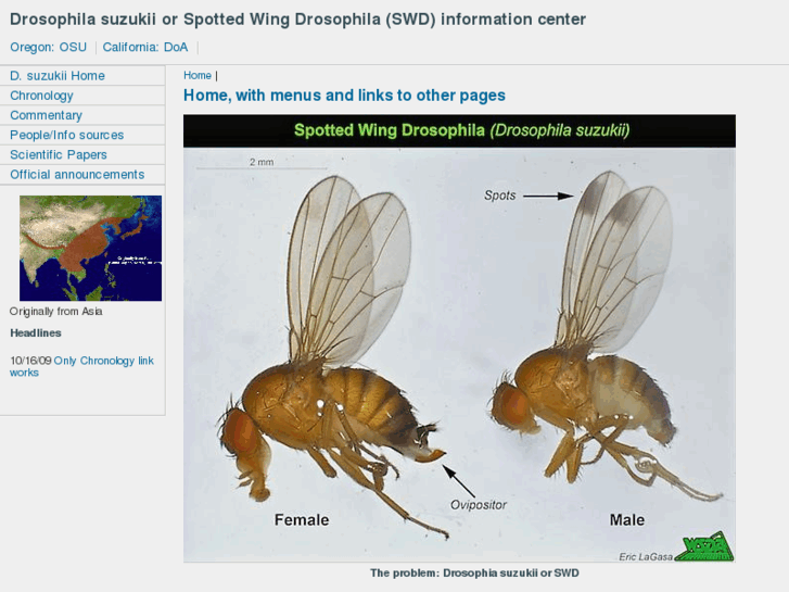 www.spottedwingdrosophila.info