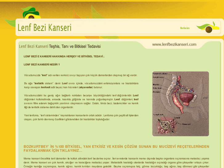 www.lenfbezikanseri.com