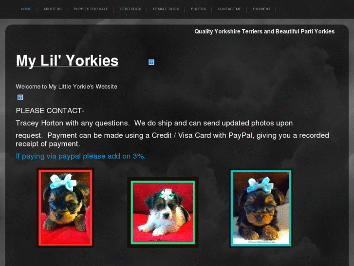 www.mylilyorkies.com