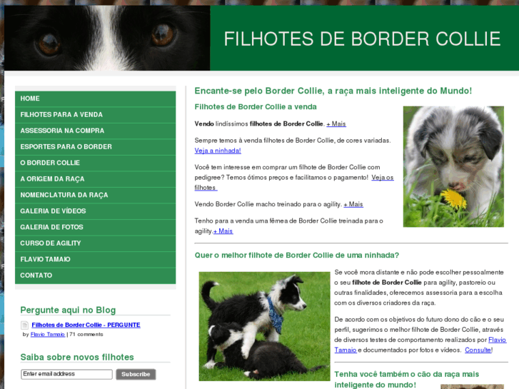 www.filhotesbordercollie.com