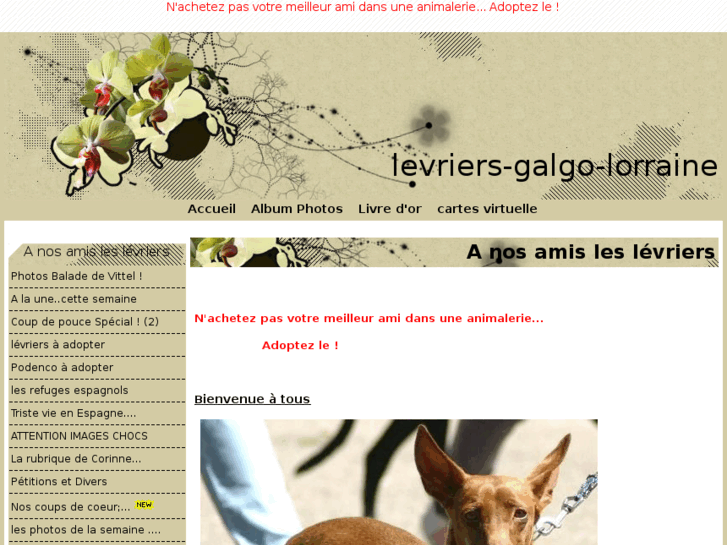 www.levrier-galgo-lorraine.com