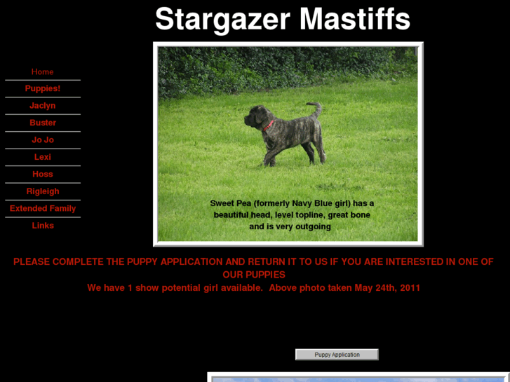 www.stargazermastiffs.com