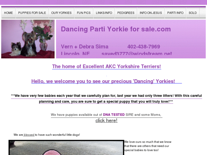 www.dancingpartiyorkieforsale.com