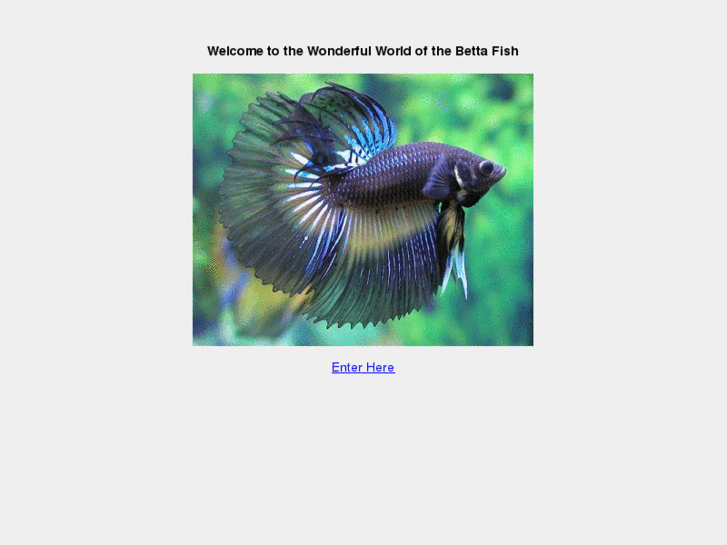 www.bettafishcentre.com