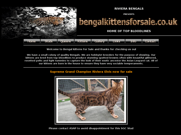 www.bengalkatz.com