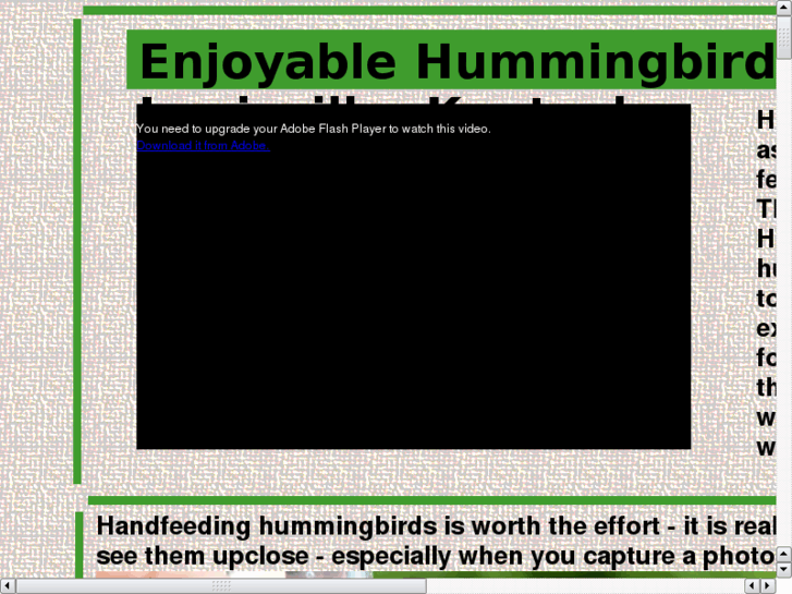 www.e-hummingbirds.com