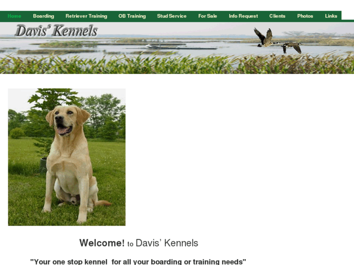 www.davisretrievers.com