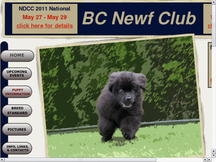 www.bcnewfclub.com