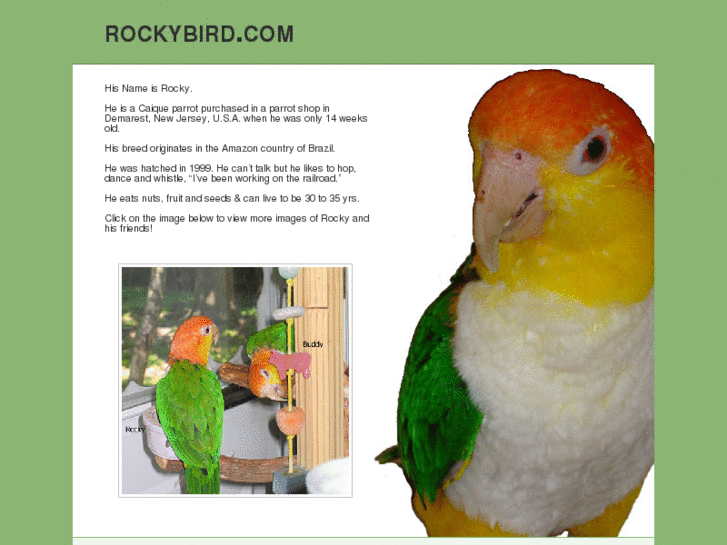 www.rockybird.com