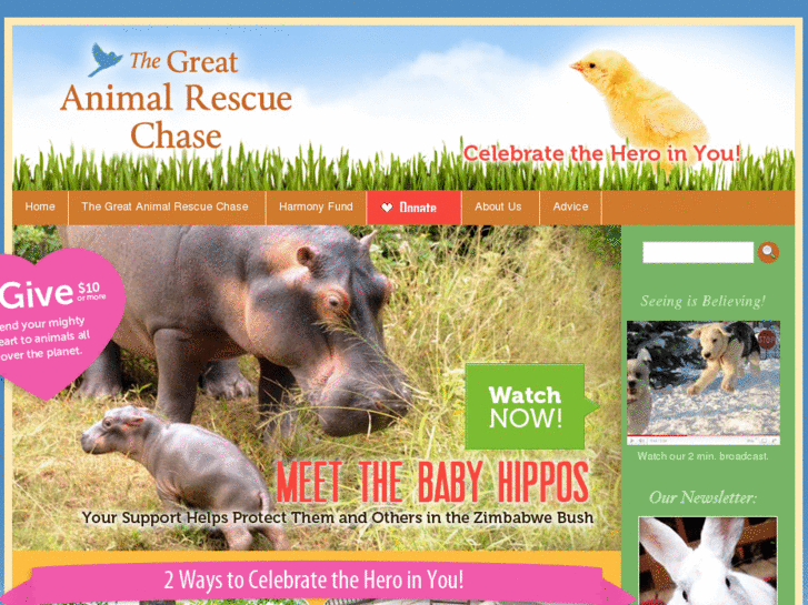 www.animalrescuechase.com